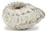Bumpy Liparoceras Ammonite - Gloucestershire, UK #241747-1